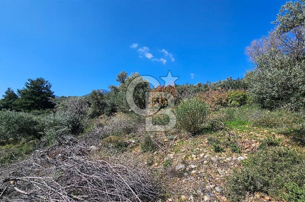 İzmir Kemalpaşa Vişneli Köyü Bitişiğinde 17.974 m2 Satılık Tarla