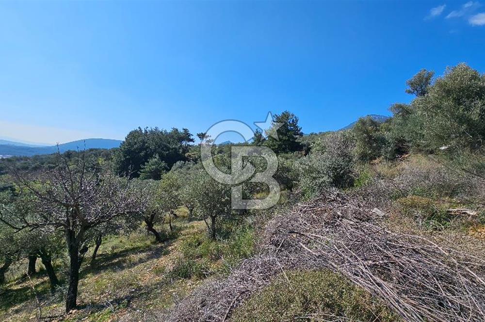 İzmir Kemalpaşa Vişneli Köyü Bitişiğinde 17.974 m2 Satılık Tarla