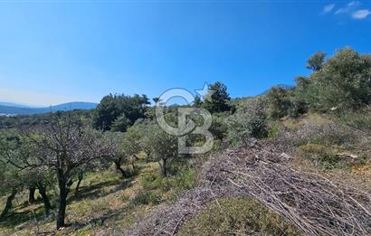 İzmir Kemalpaşa Vişneli Köyü Bitişiğinde 17.974 m2 Satılık Tarla