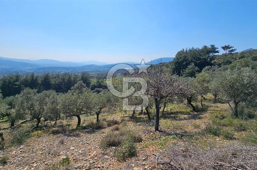 İzmir Kemalpaşa Vişneli Köyü Bitişiğinde 17.974 m2 Satılık Tarla