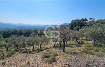 İzmir Kemalpaşa Vişneli Köyü Bitişiğinde 17.974 m2 Satılık Tarla