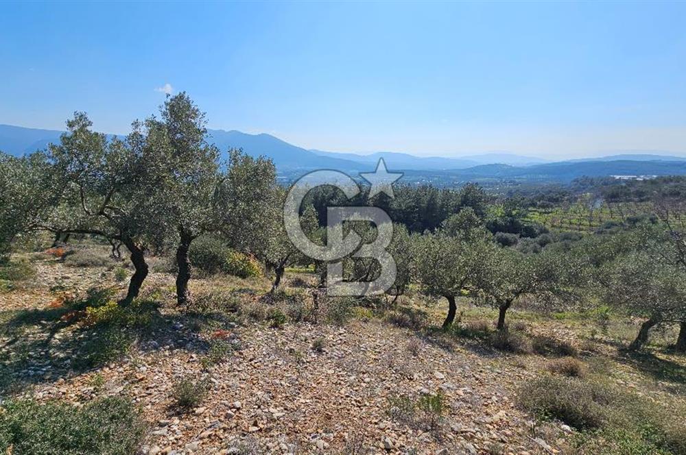 İzmir Kemalpaşa Vişneli Köyü Bitişiğinde 17.974 m2 Satılık Tarla