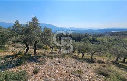 İzmir Kemalpaşa Vişneli Köyü Bitişiğinde 17.974 m2 Satılık Tarla