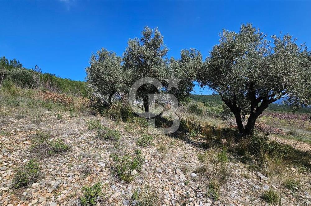 İzmir Kemalpaşa Vişneli Köyü Bitişiğinde 17.974 m2 Satılık Tarla