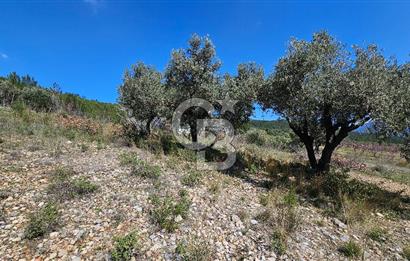 İzmir Kemalpaşa Vişneli Köyü Bitişiğinde 17.974 m2 Satılık Tarla