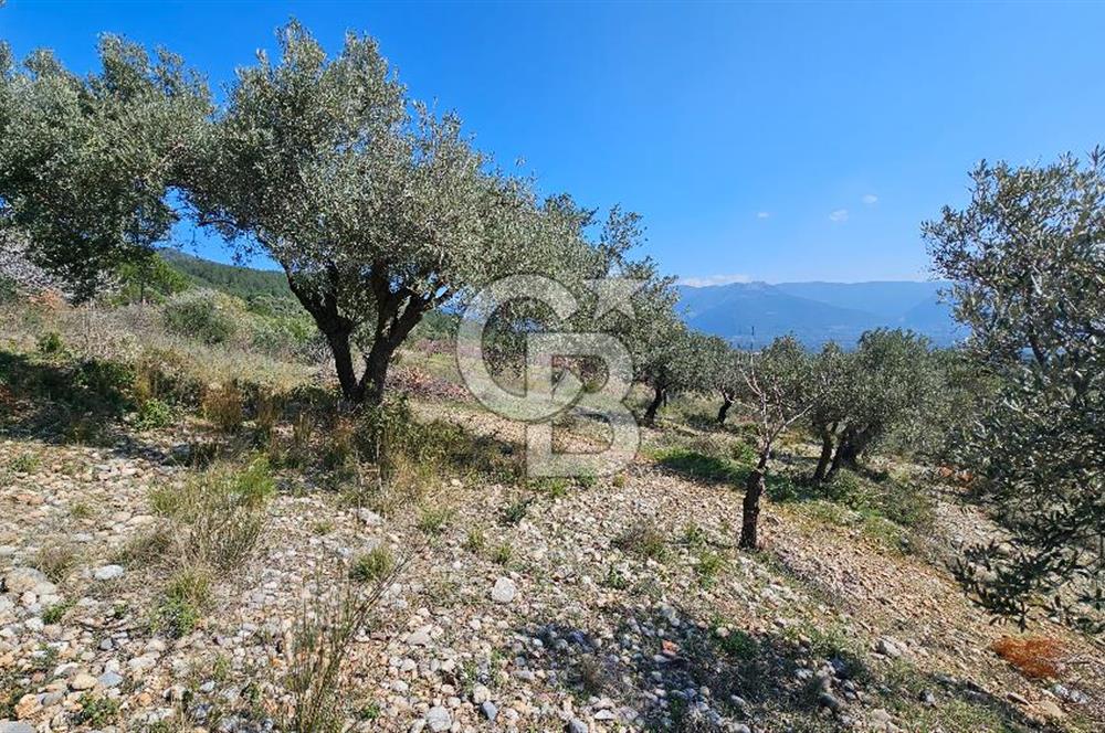 İzmir Kemalpaşa Vişneli Köyü Bitişiğinde 17.974 m2 Satılık Tarla