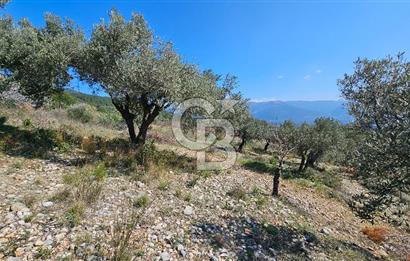 İzmir Kemalpaşa Vişneli Köyü Bitişiğinde 17.974 m2 Satılık Tarla