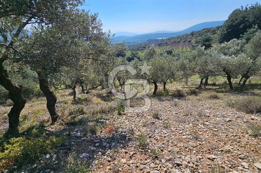 İzmir Kemalpaşa Vişneli Köyü Bitişiğinde 17.974 m2 Satılık Tarla