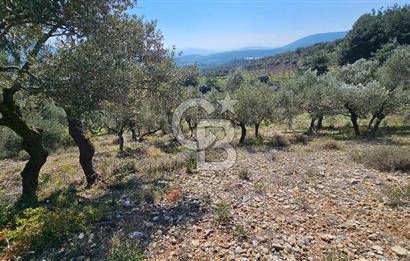 İzmir Kemalpaşa Vişneli Köyü Bitişiğinde 17.974 m2 Satılık Tarla