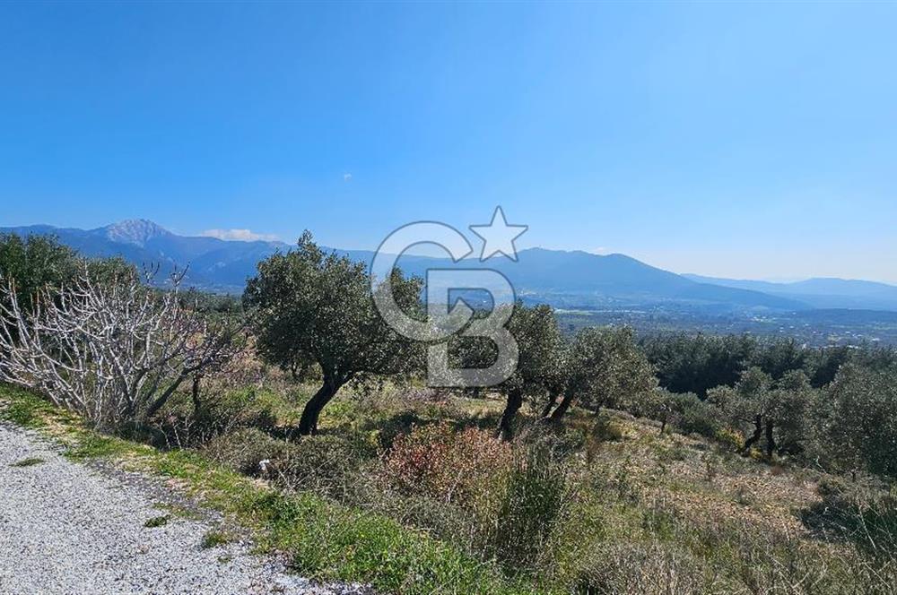 İzmir Kemalpaşa Vişneli Köyü Bitişiğinde 17.974 m2 Satılık Tarla