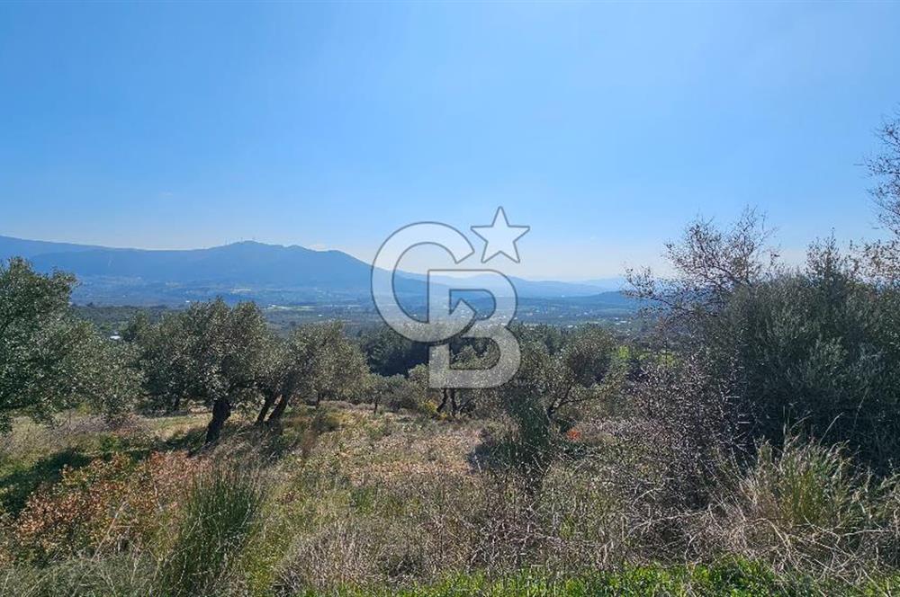 İzmir Kemalpaşa Vişneli Köyü Bitişiğinde 17.974 m2 Satılık Tarla