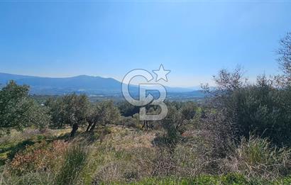 İzmir Kemalpaşa Vişneli Köyü Bitişiğinde 17.974 m2 Satılık Tarla