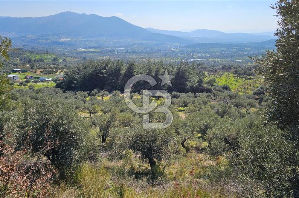 İzmir Kemalpaşa Vişneli Köyü Bitişiğinde 17.974 m2 Satılık Tarla