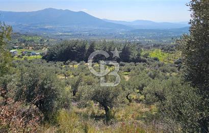 İzmir Kemalpaşa Vişneli Köyü Bitişiğinde 17.974 m2 Satılık Tarla