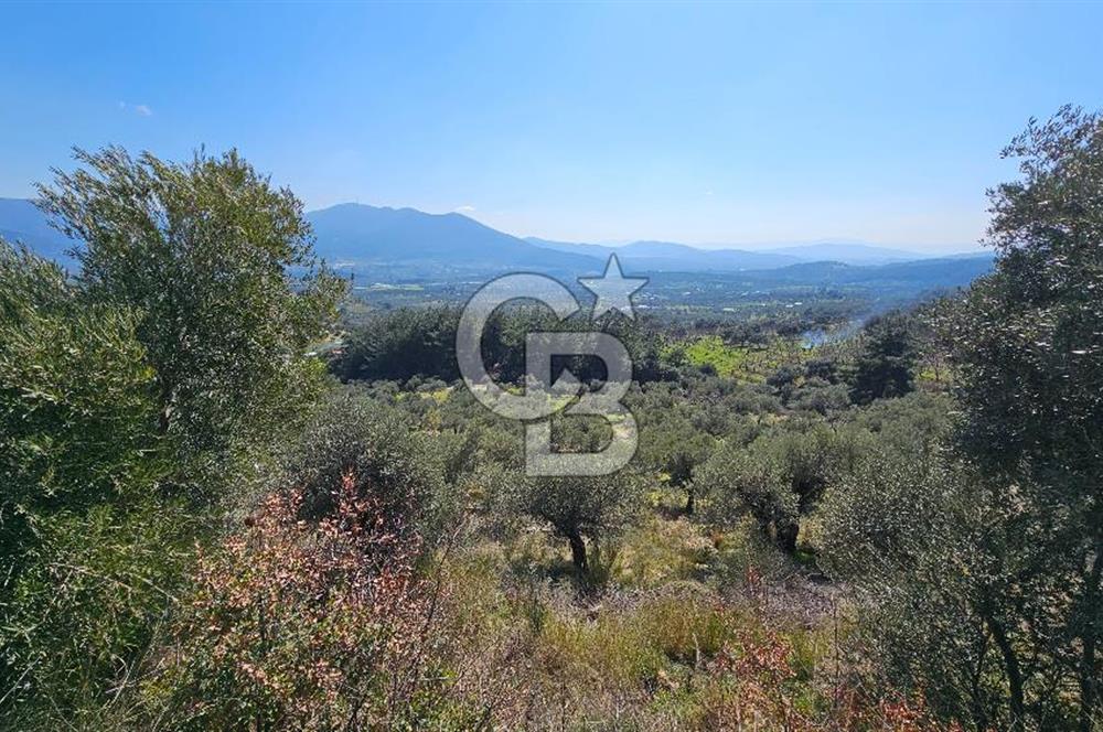 İzmir Kemalpaşa Vişneli Köyü Bitişiğinde 17.974 m2 Satılık Tarla