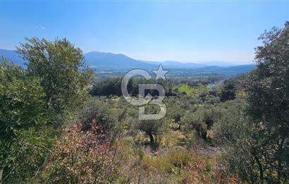 İzmir Kemalpaşa Vişneli Köyü Bitişiğinde 17.974 m2 Satılık Tarla