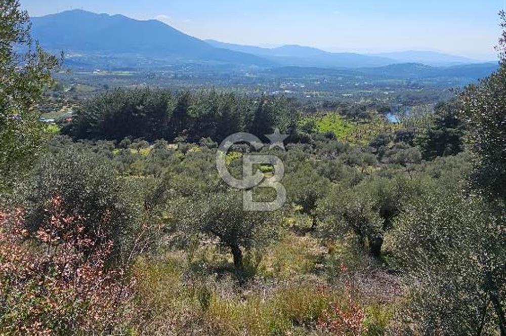 İzmir Kemalpaşa Vişneli Köyü Bitişiğinde 17.974 m2 Satılık Tarla