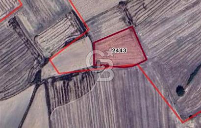 EDİRNE UZUNKÖPRÜ BAŞAĞILDA BARAJA VE ANAYOLA YAKIN SATILIK TARLA