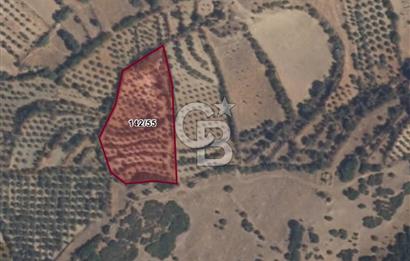  SATILIK AYDIN SÖKE IMARLI ARSA