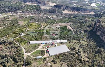 MERSIN HAMZABEYLI'DE TAM OTOMATIK TAVUK BESI CIFTLIGI