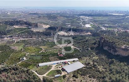 MERSIN HAMZABEYLI'DE TAM OTOMATIK TAVUK BESI CIFTLIGI