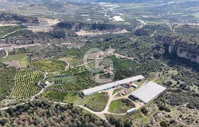 MERSIN HAMZABEYLI'DE TAM OTOMATIK TAVUK BESI CIFTLIGI