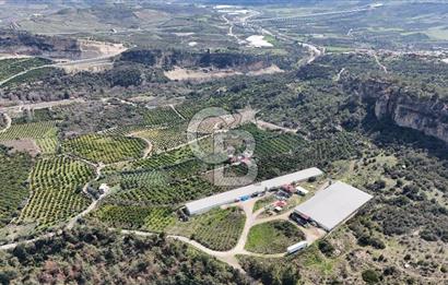 MERSIN HAMZABEYLI'DE TAM OTOMATIK TAVUK BESI CIFTLIGI