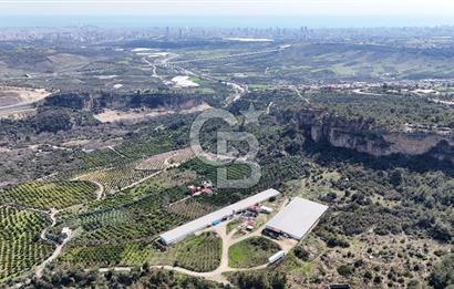 MERSIN HAMZABEYLI'DE TAM OTOMATIK TAVUK BESI CIFTLIGI