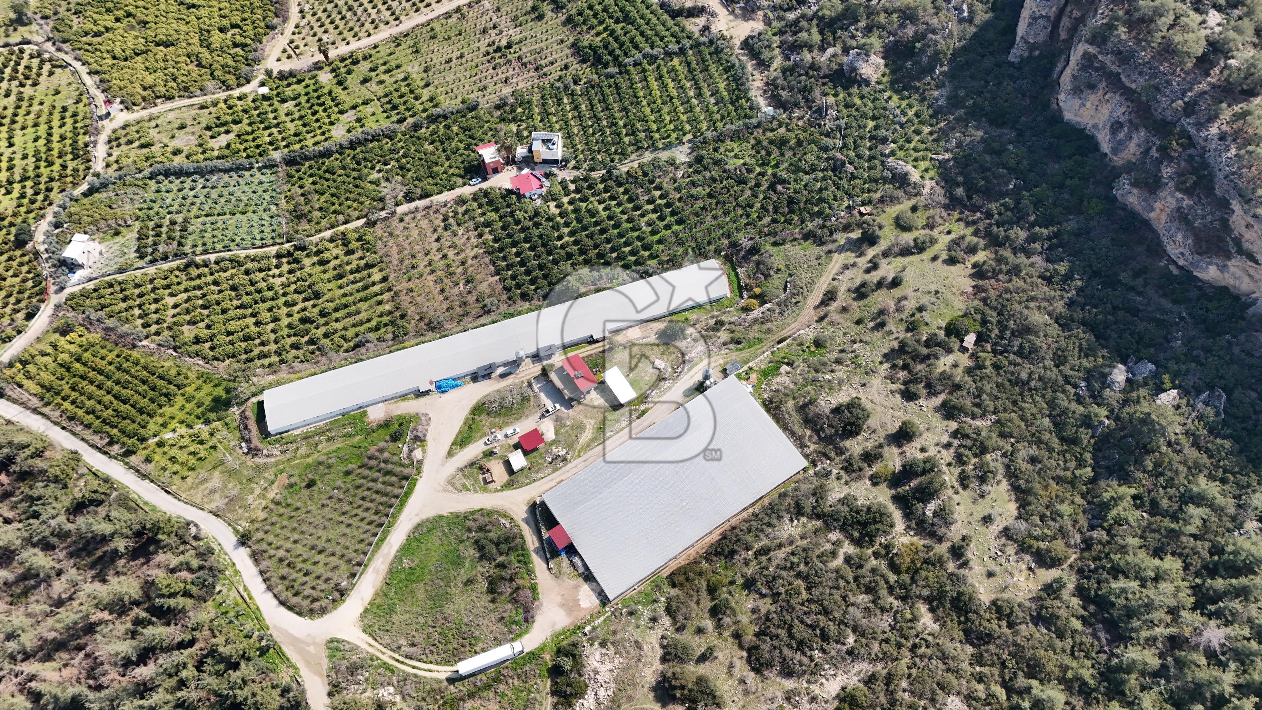 MERSIN HAMZABEYLI'DE TAM OTOMATIK TAVUK BESI CIFTLIGI