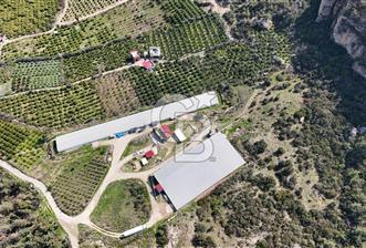 MERSIN HAMZABEYLI'DE TAM OTOMATIK TAVUK BESI CIFTLIGI - 3 - 336851