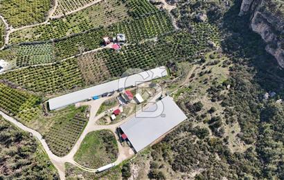 MERSIN HAMZABEYLI'DE TAM OTOMATIK TAVUK BESI CIFTLIGI