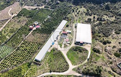 MERSIN HAMZABEYLI'DE TAM OTOMATIK TAVUK BESI CIFTLIGI