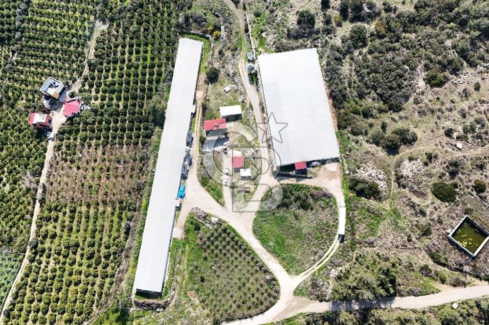 MERSIN HAMZABEYLI'DE TAM OTOMATIK TAVUK BESI CIFTLIGI