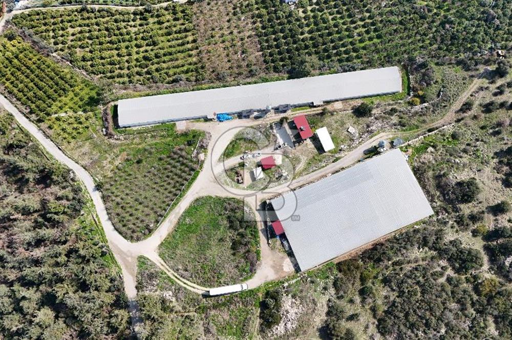 MERSIN HAMZABEYLI'DE TAM OTOMATIK TAVUK BESI CIFTLIGI