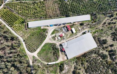 MERSIN HAMZABEYLI'DE TAM OTOMATIK TAVUK BESI CIFTLIGI