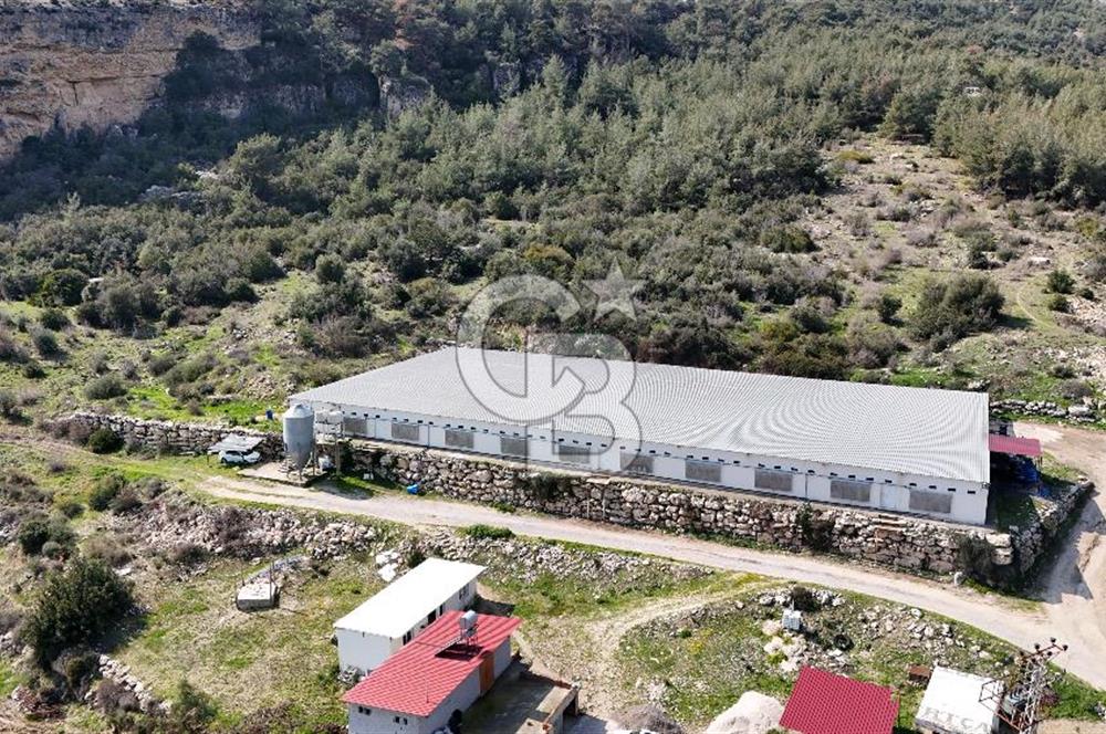 MERSIN HAMZABEYLI'DE TAM OTOMATIK TAVUK BESI CIFTLIGI