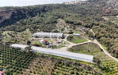 MERSIN HAMZABEYLI'DE TAM OTOMATIK TAVUK BESI CIFTLIGI