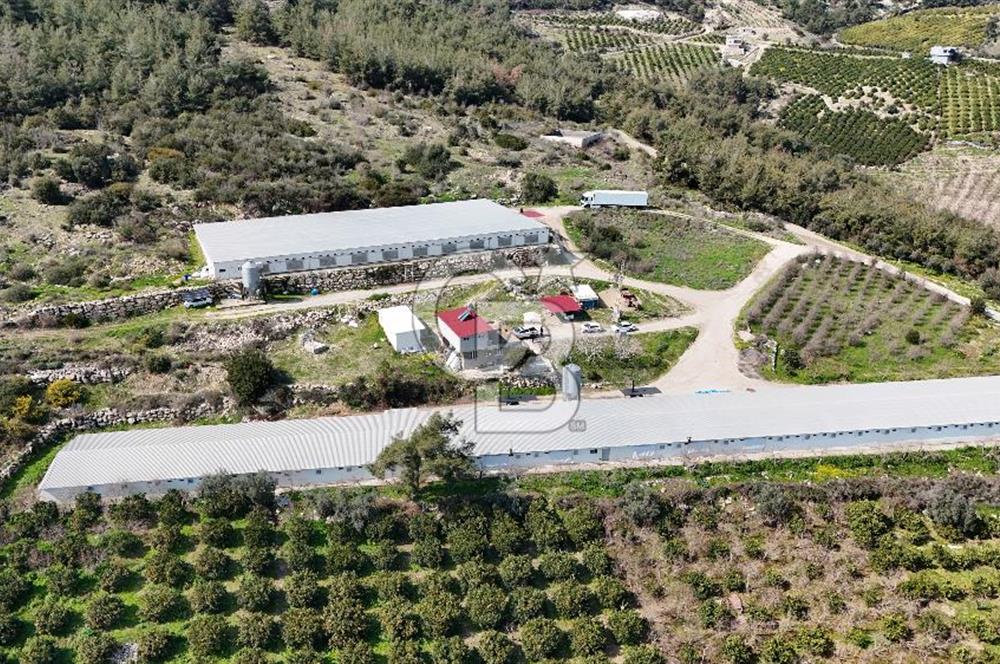 MERSIN HAMZABEYLI'DE TAM OTOMATIK TAVUK BESI CIFTLIGI