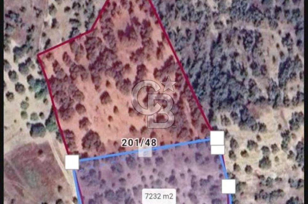 KEMALPAŞA VİŞNELİ SATILIK ZEYTİNLİ TARLA