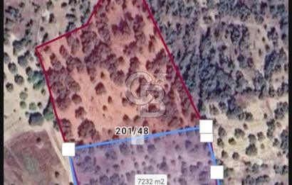 KEMALPAŞA VİŞNELİ SATILIK ZEYTİNLİ TARLA