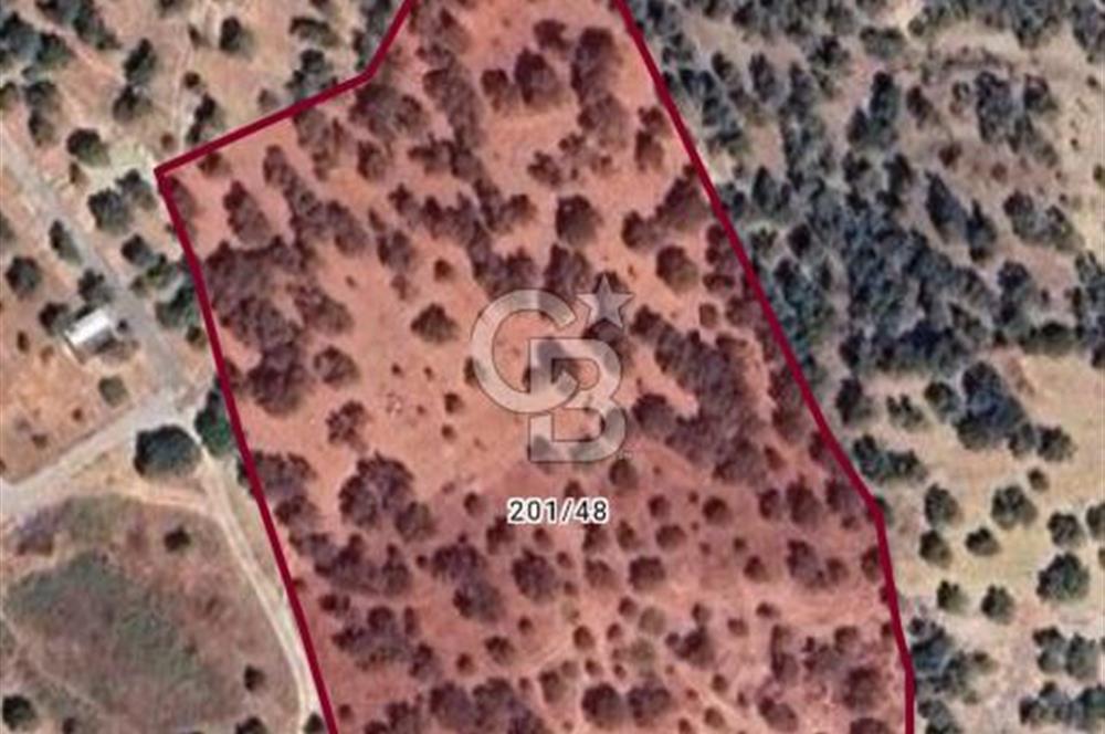 KEMALPAŞA VİŞNELİ SATILIK ZEYTİNLİ TARLA