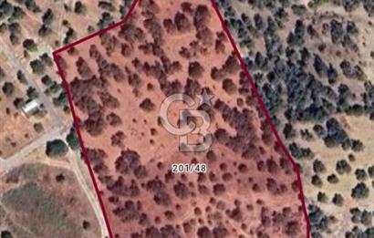 KEMALPAŞA VİŞNELİ SATILIK ZEYTİNLİ TARLA