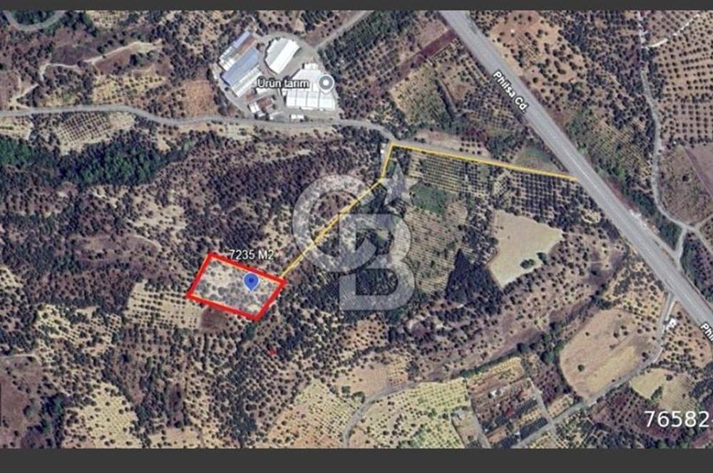 KEMALPAŞA VİŞNELİ SATILIK ZEYTİNLİ TARLA