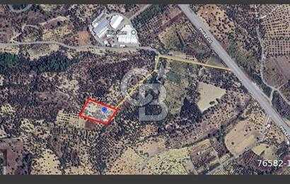 KEMALPAŞA VİŞNELİ SATILIK ZEYTİNLİ TARLA