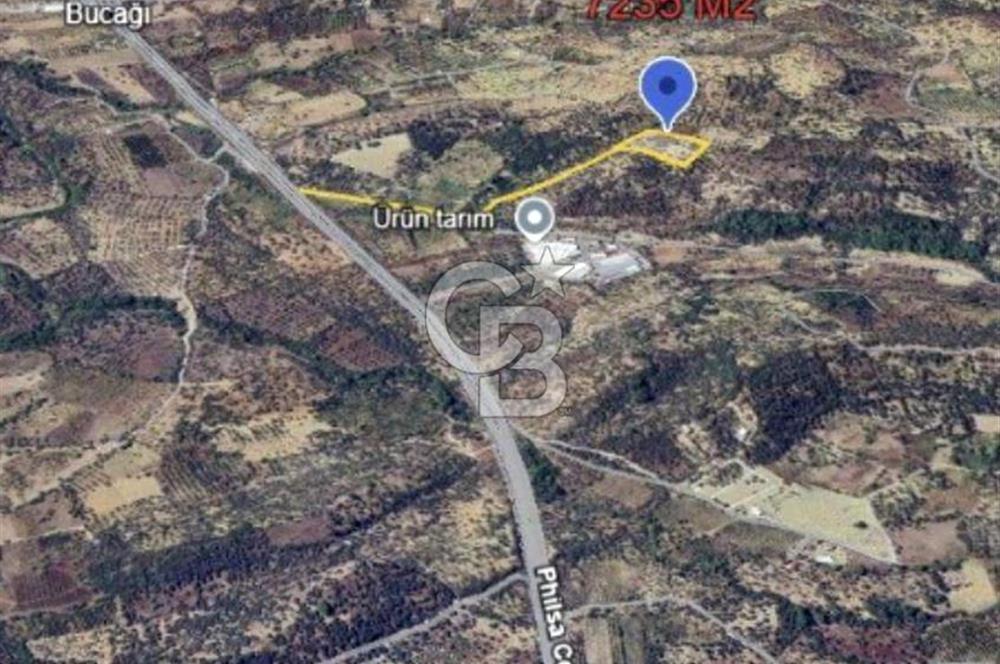 KEMALPAŞA VİŞNELİ SATILIK ZEYTİNLİ TARLA