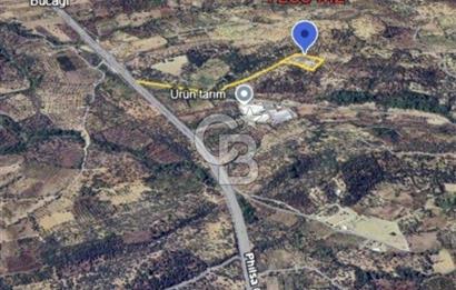 KEMALPAŞA VİŞNELİ SATILIK ZEYTİNLİ TARLA