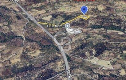 KEMALPAŞA VİŞNELİ SATILIK ZEYTİNLİ TARLA