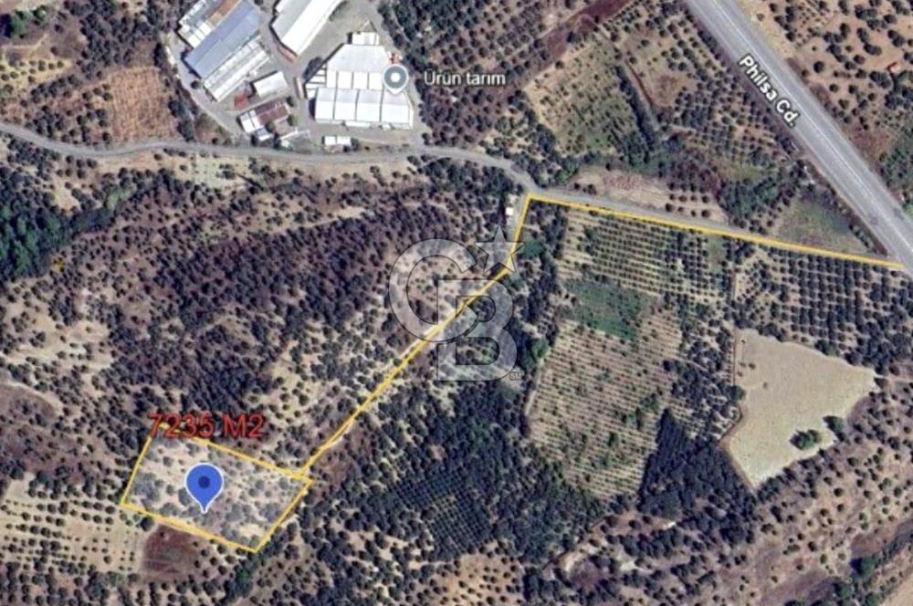 KEMALPAŞA VİŞNELİ SATILIK ZEYTİNLİ TARLA