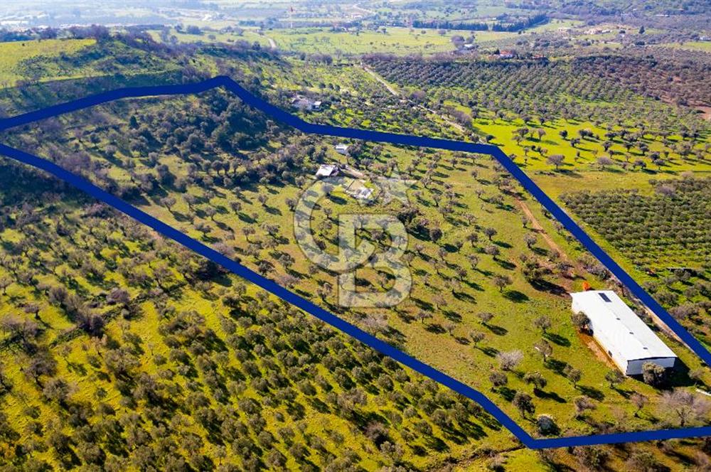 Foça Mustafa Kemal Atatürk Mah. Satılık Tarla