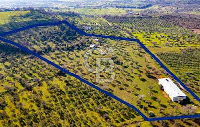 Foça Mustafa Kemal Atatürk Mah. Satılık Tarla